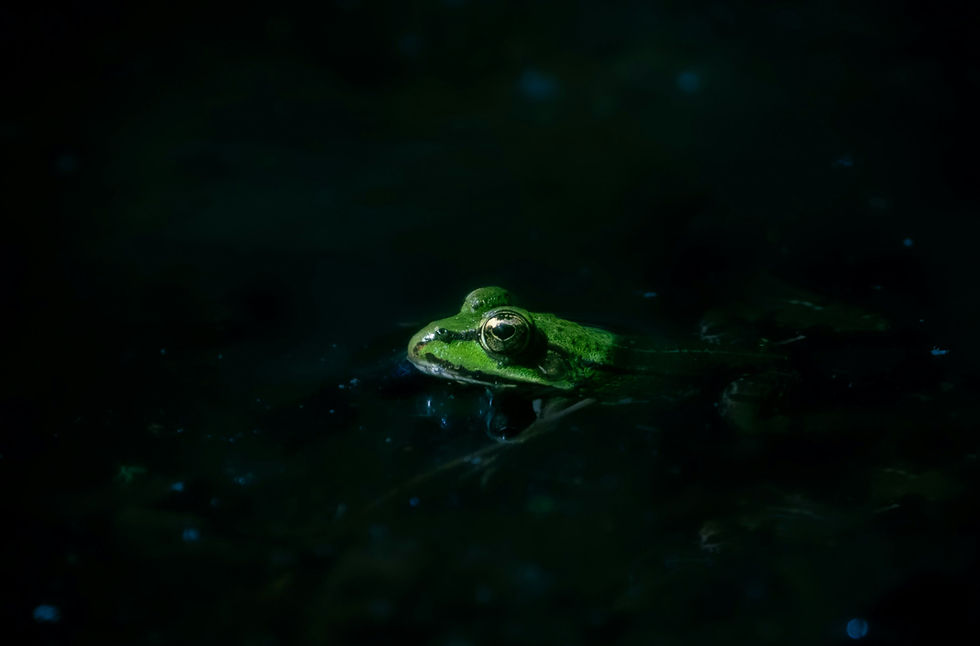 A green frog partially submerged in dark water, creating a serene and mysterious mood in low light with a shadowy background.