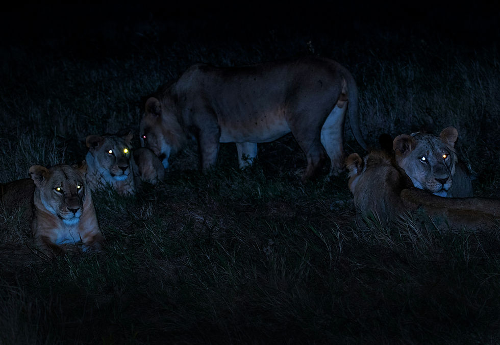 Lions resting in grass at night, their eyes glowing in the dark. The scene is calm with no visible text or patterns.