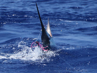 Blue Marlin are here!