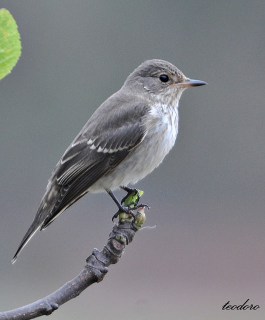 Pap-moscas-cinzento. Mucicapa striat