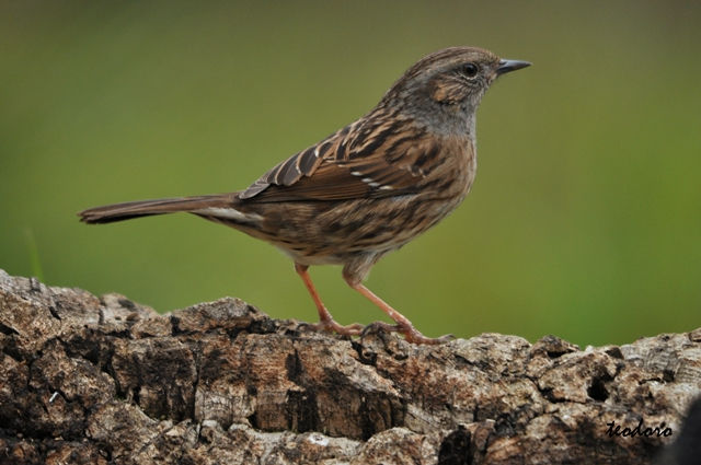 Ferreirinha. Prunella modularis