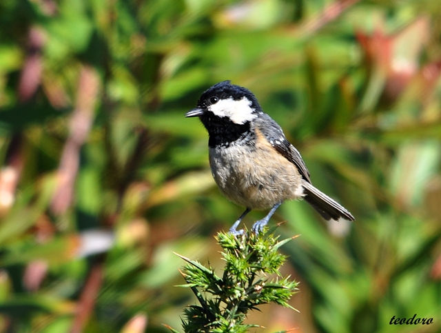 Chapim-carvoeiro. Parus ater