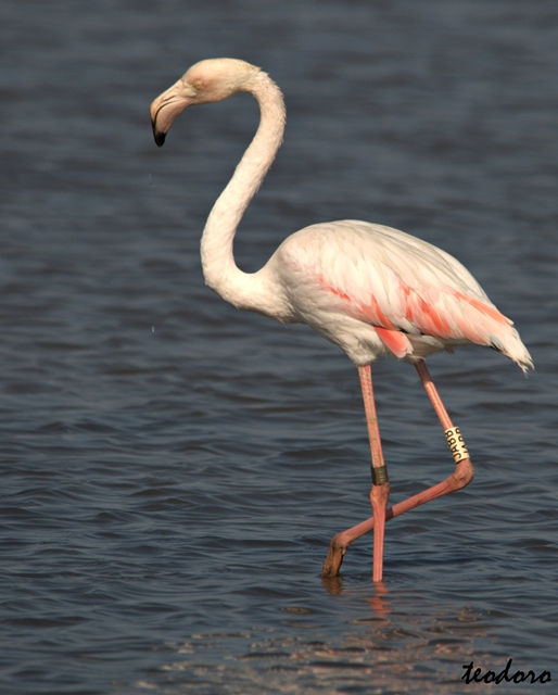 Flamingo. Phoenicopterus ruber