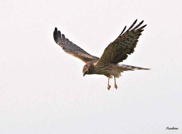 Tartaranhão-caçador.