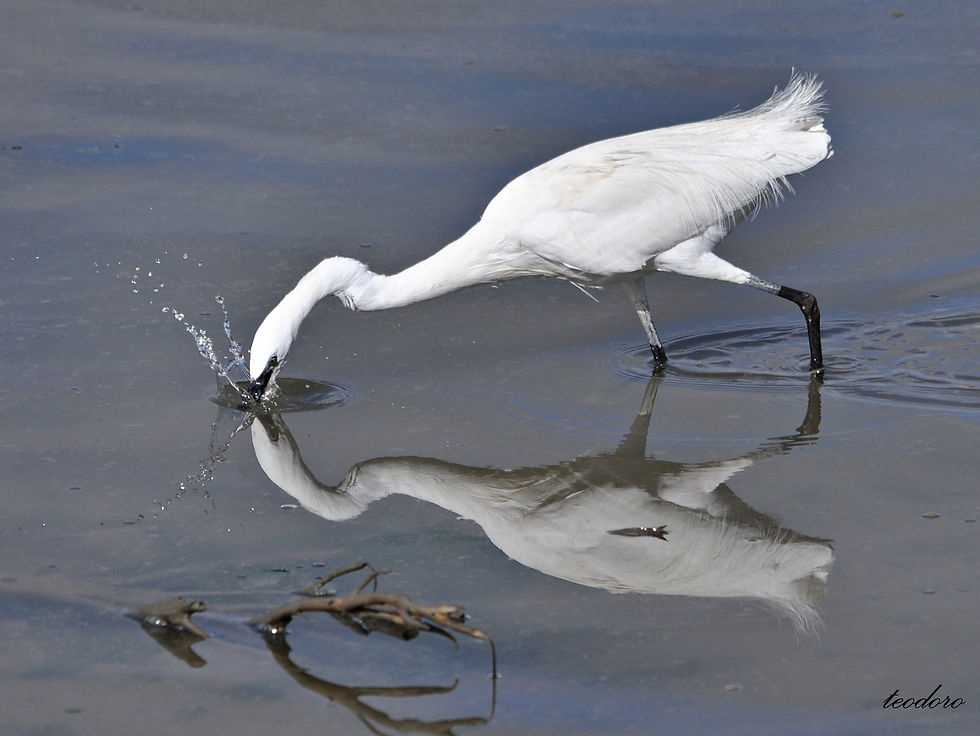 Garça-branca-pequena. E. garzetta