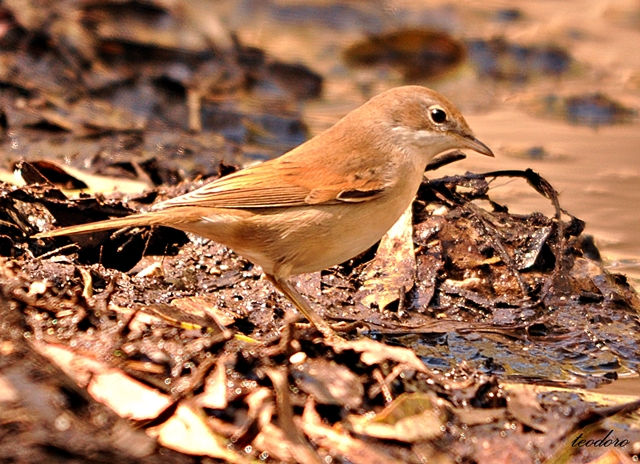 Papa-amoras. Sylvia communis