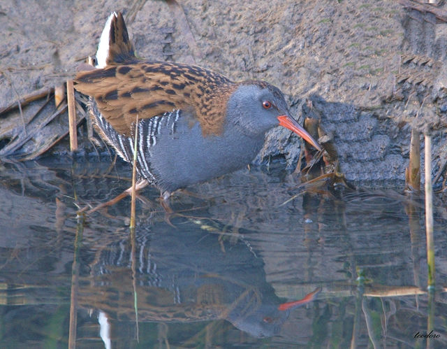 Frango-d`água. Rallus aquaticus