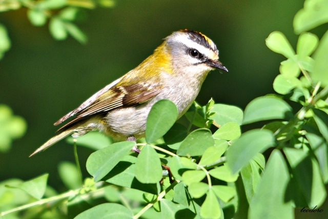 Estrelinha-real. Regulus ignicapillu