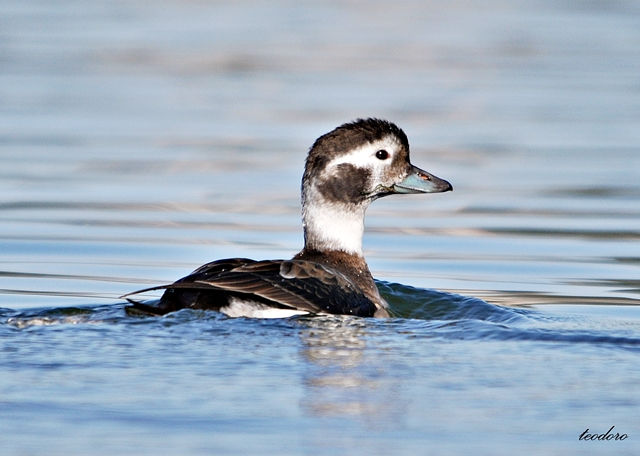 Pato-rabilongo. Clangula hyemalis