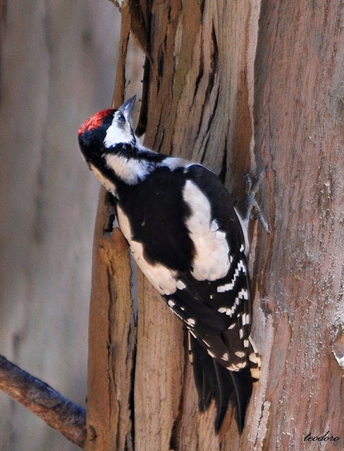 Pica-pau-malhado. Dendrocopos major