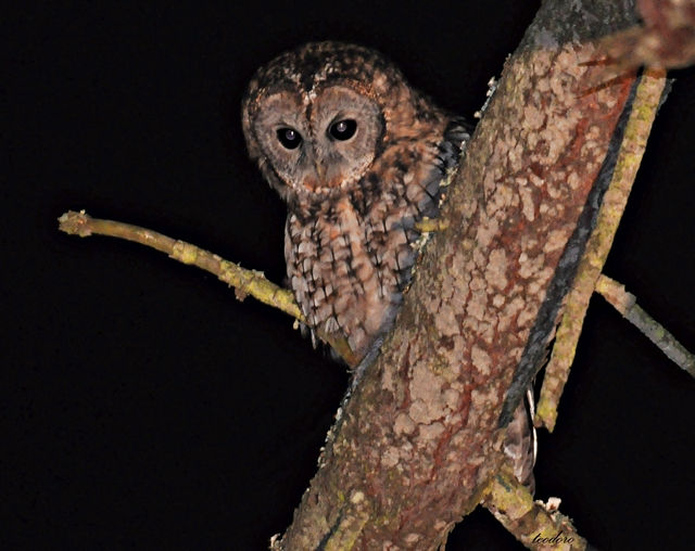 Coruja-do-mato. Strix aluco