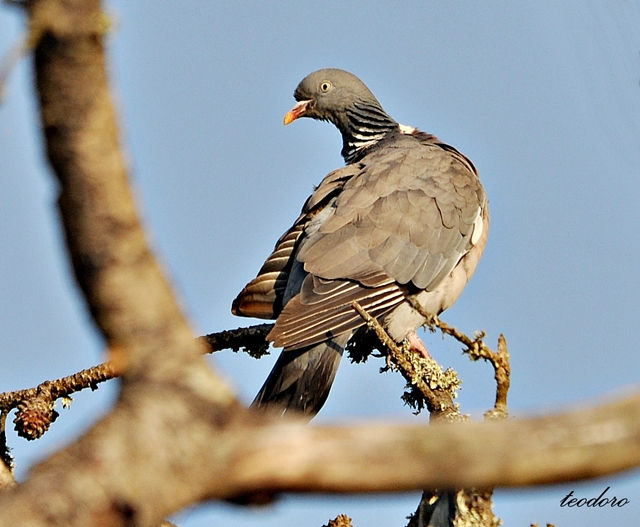 Pombo-torcaz. Columba palumbus
