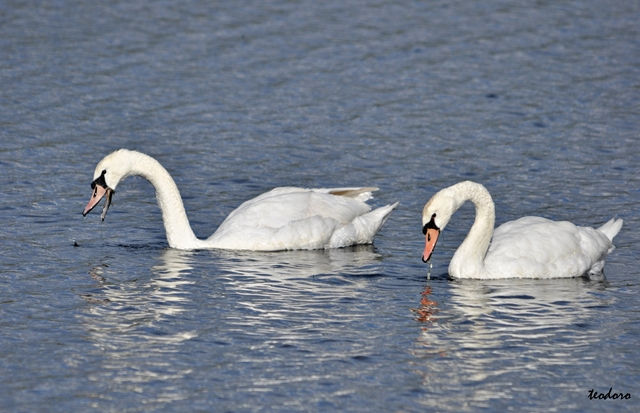 Cisne-mudo. Cygnus olor