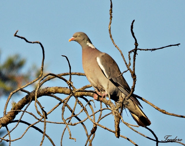 Pombo-torcaz. Columba palumbus