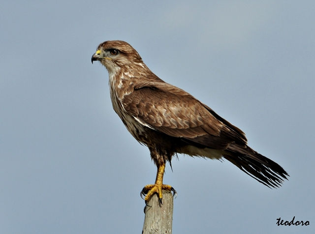 Águia-de-asa-redonda. Buteo buteo
