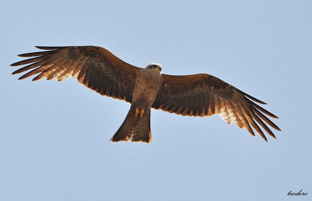 Milhafre-preto. Milvus migrans