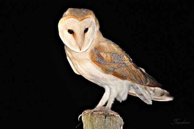 Coruja-das-torres. Tyto alba