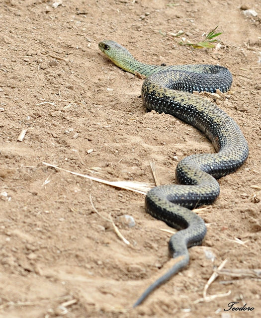 Cobra rateira