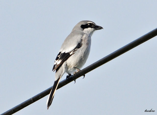 Picanço-real. Lanius meridionallis