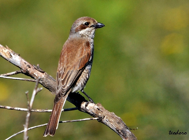 Picanço-dorso-ruivo. Lanius collurio