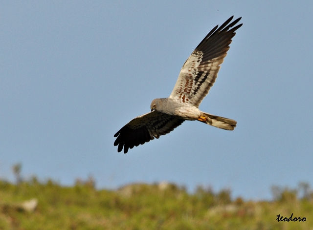 Tartaranhão-caçador.