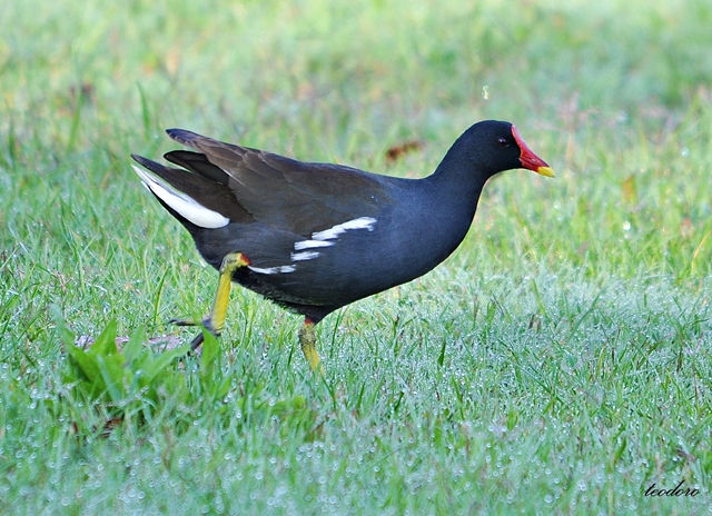 Galinha-d`água. Gallinula choropus