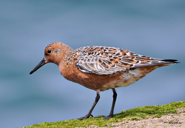 Seixoeira. Calidris canutus