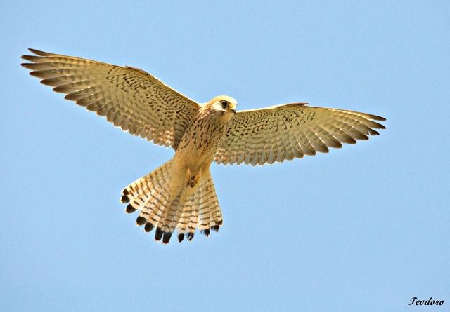 Peneireiro-das-torres. F. naumanni