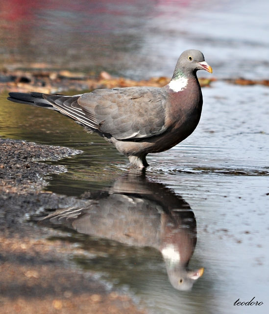 Pombo-torcaz. Columba palumbus