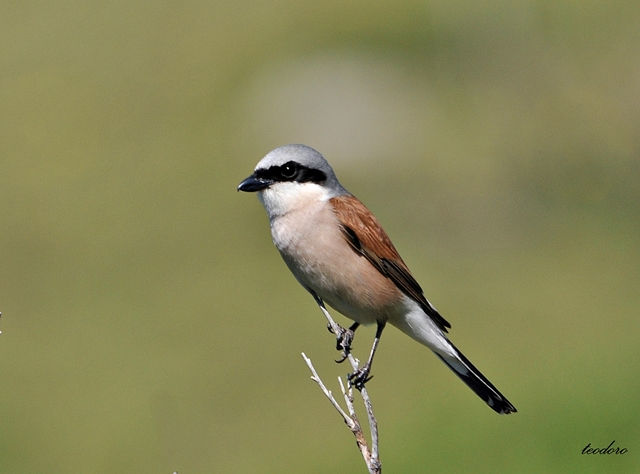 Picanço-dorso-ruivo. Lanius collurio