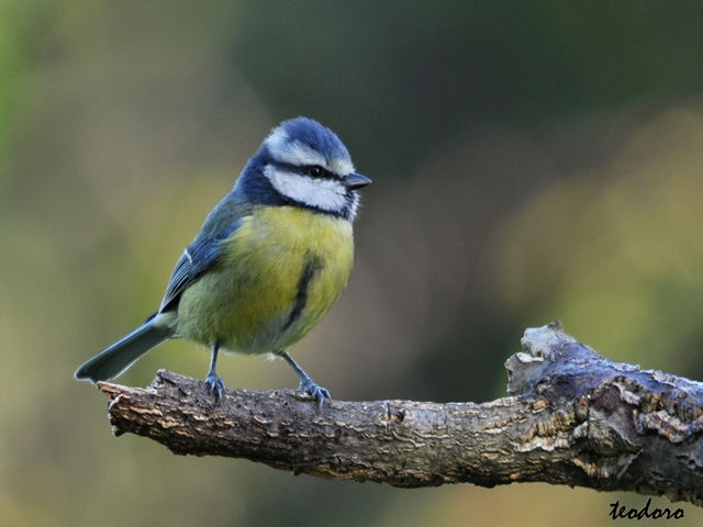 Chapim-azul. Parus caeruleus