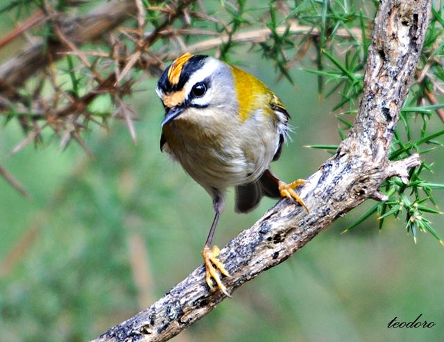 Estrelinha-real. Regulus ignicapillu