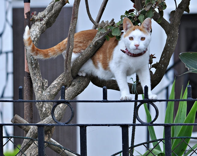 Gato