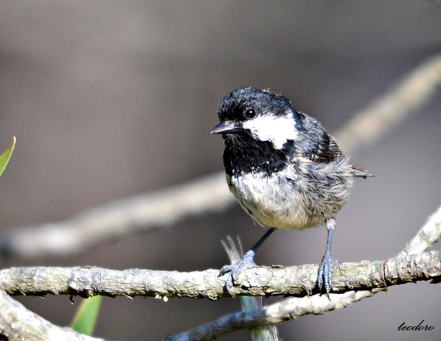 Chapim-carvoeiro. Parus ater