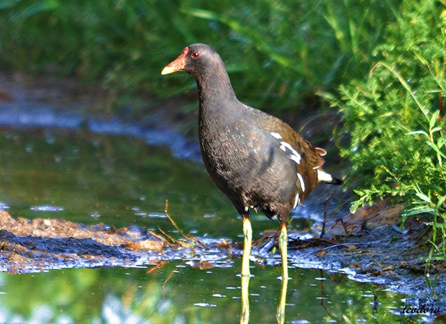 Galinha-d`água. Gallinula choropus