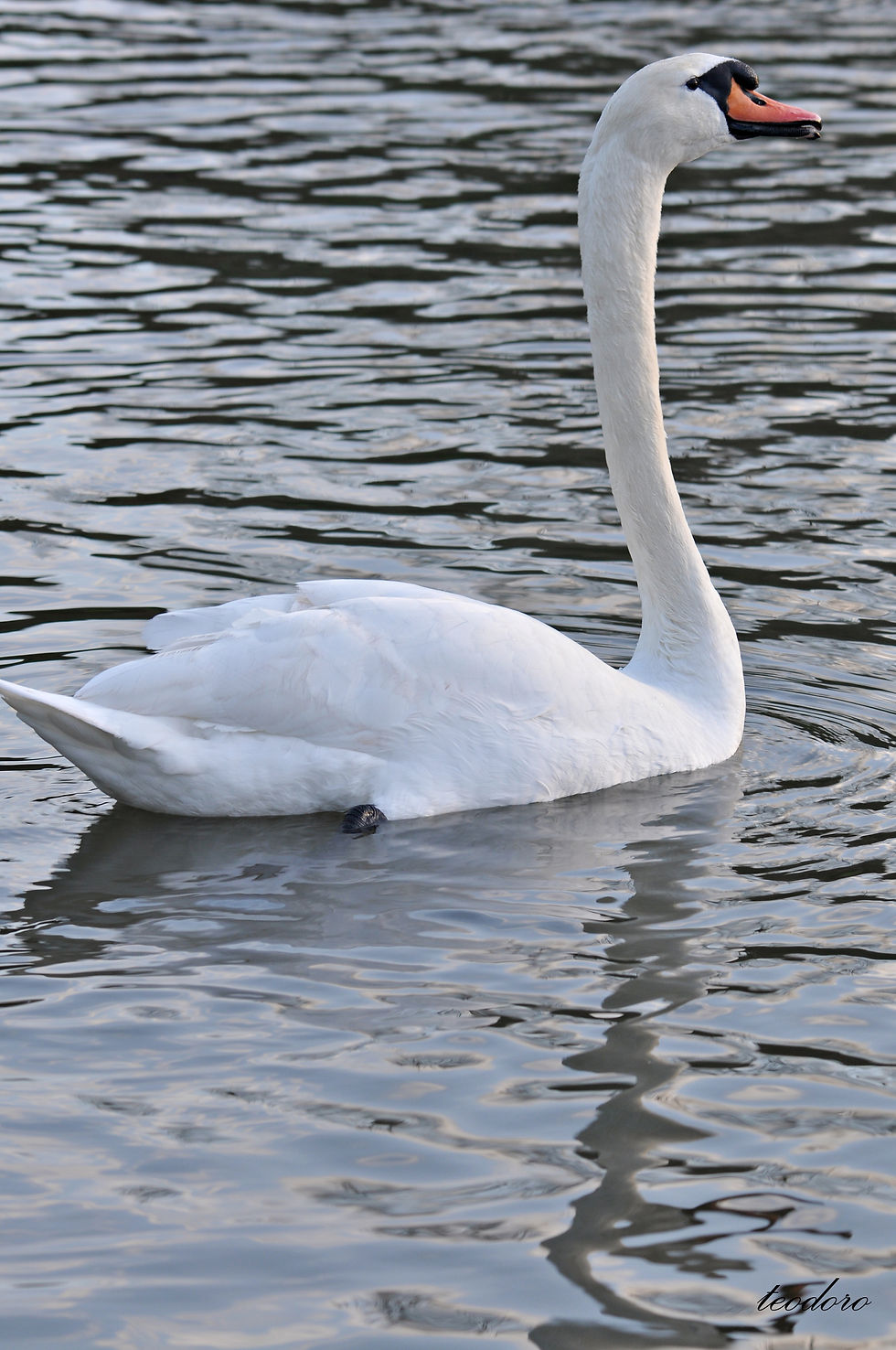 Cisne-mudo. Cygnus olor