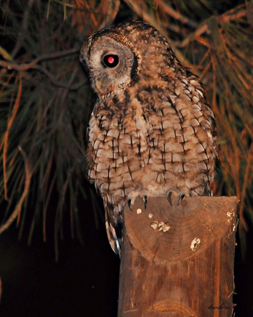 Coruja-do-mato. Strix aluco
