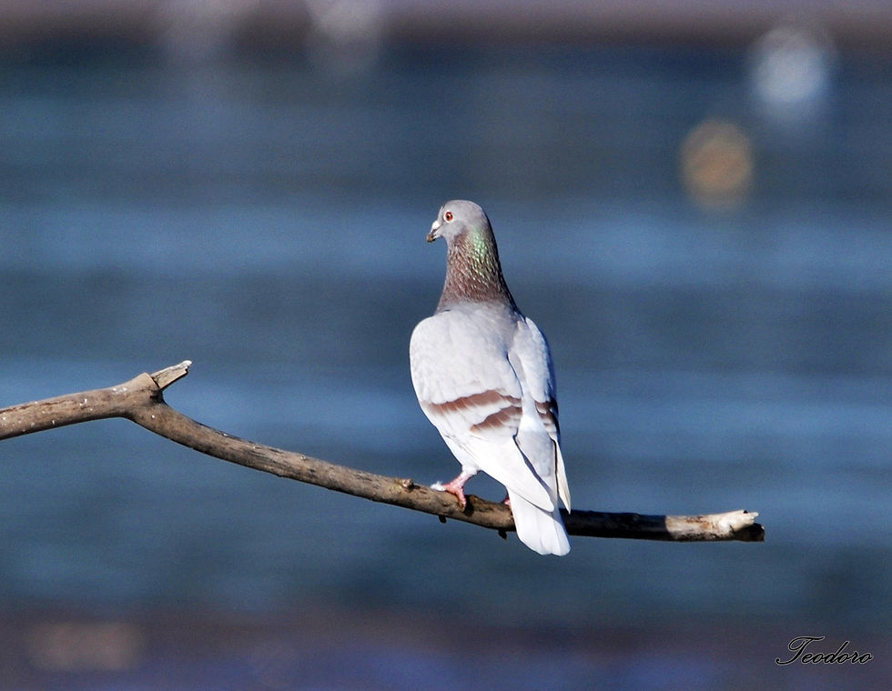 Pombo (doméstico). Columba livia