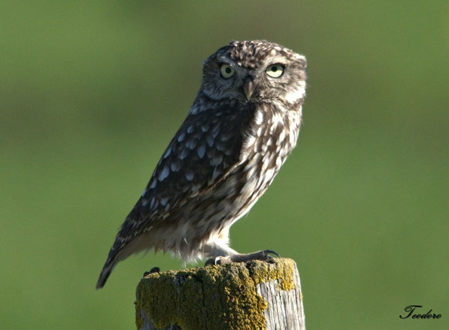 Mocho-galego. Athene noctua