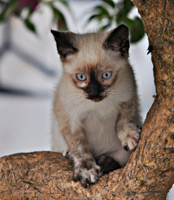 Gato