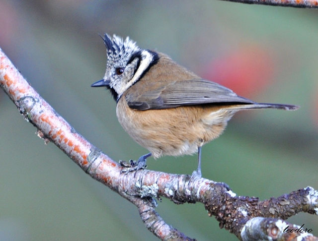 Chapim-de-poupa. Parus cristatus