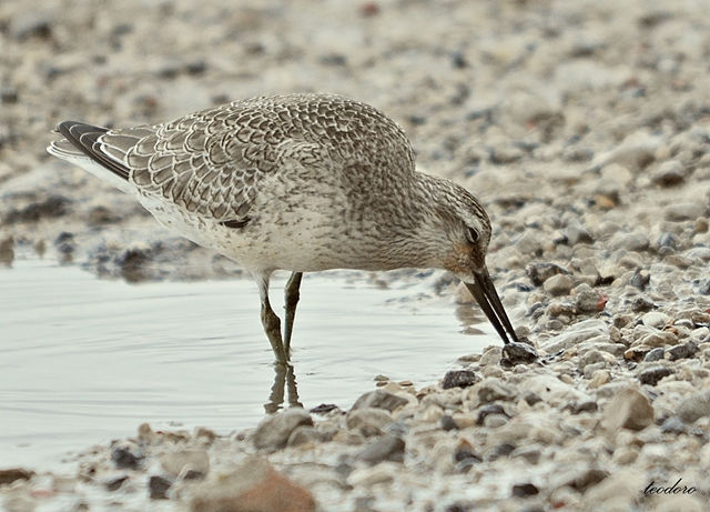 Seixoeira. Calidris canutus