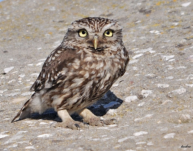 Mocho-galego. Athene noctua