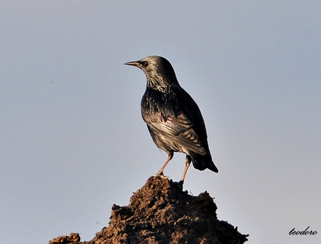 Estorninho-malhado. Sturnus vulgaris