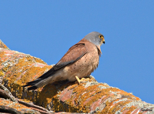 Peneireiro-das-torres. F. naumanni