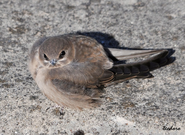 Andorinha-rochas.Hirundo rupestris