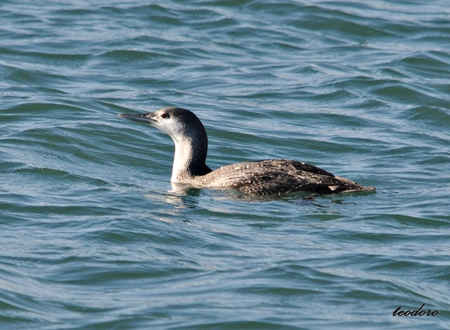 Mobelha-pequena. Gavia stellata