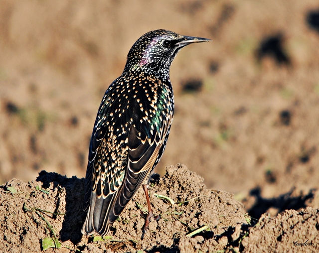 Estorninho-malhado. Sturnus vulgaris
