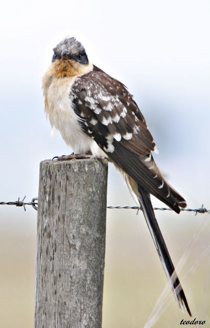 Cuco-rabilongo. Clamator glandarius