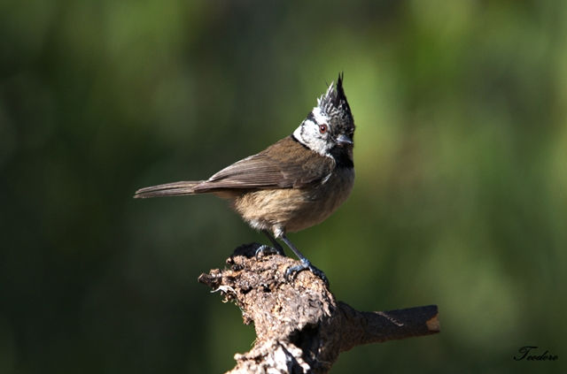 Chapim-de-poupa. Parus cristatus